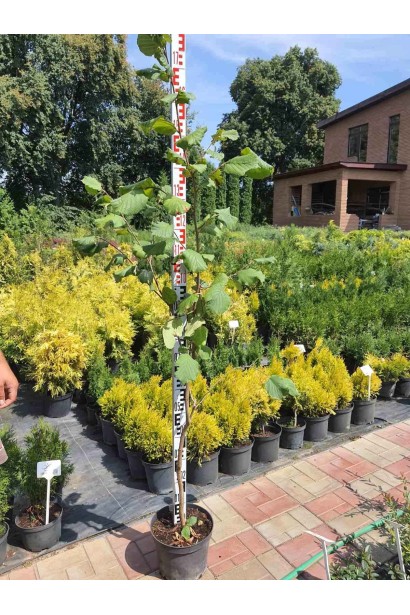 10л/вис.130-150см/Ø30-50см